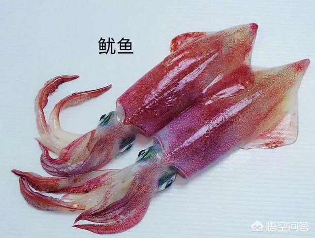 海边渔民口中的笔管鱼跟鱿鱼是同一品种吗