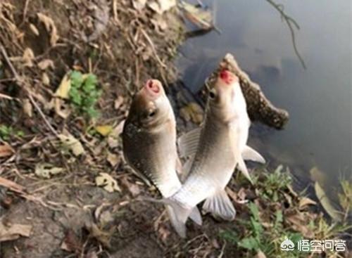 怕一半钓一半是什么字,野钓鲫鱼几号线组最合适？