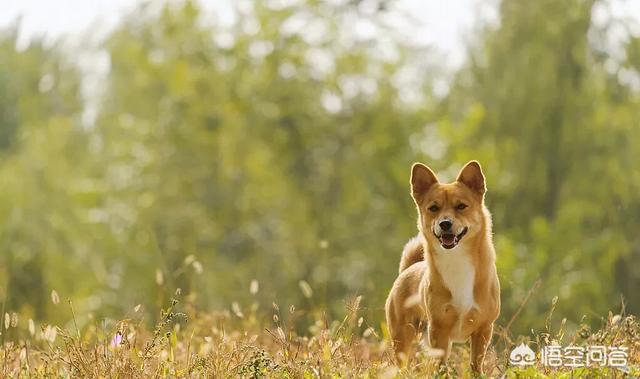 中华田园狗价格:外国人会不会养中华田园犬？