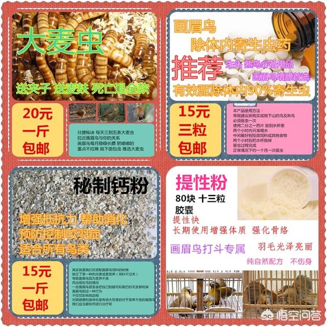 雏画眉鸟的饲养视频:刚刚到家的画眉鸟，有什么需要注意的地方吗？