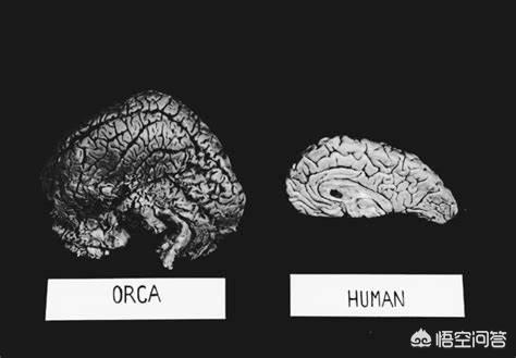 章鱼是不是世界上最聪明的动物:章鱼是世界上最聪明的生物吗 大海里最聪明的动物是什么？