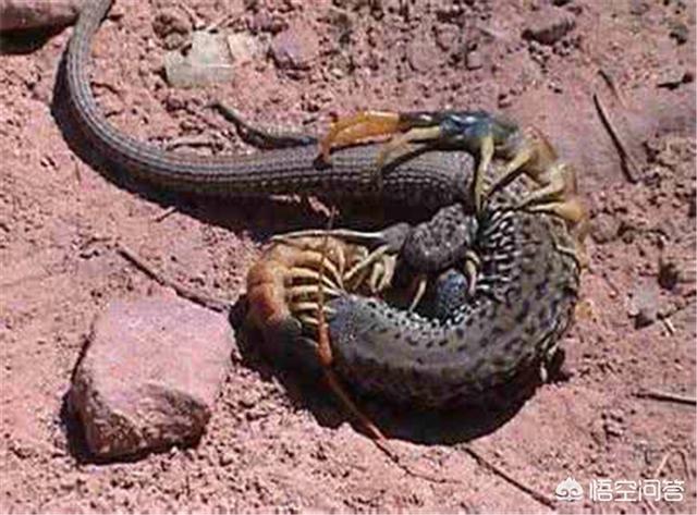 蛇的第一大克星，农村里老人都说蜈蚣可以克制蛇，它能打过蛇吗