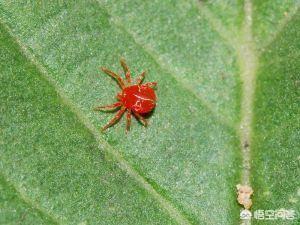 红蜘蛛有没有剧毒，红蜘蛛对玉米有什么危害，该如何防治？