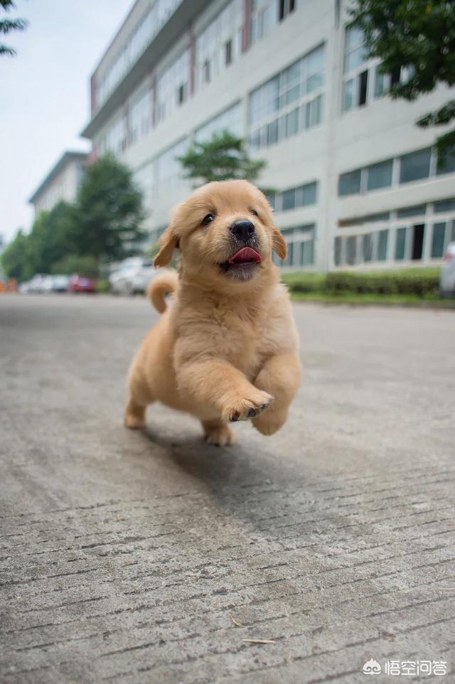 三个月大的金毛狗狗图片:如果金毛三个月了，疫苗都打了！还会生病吗？