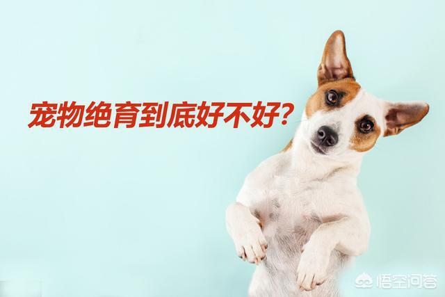 狗狗绝育术前检查:2岁的狗狗，到底做绝育手术好还是不做好？什么时候做最好？