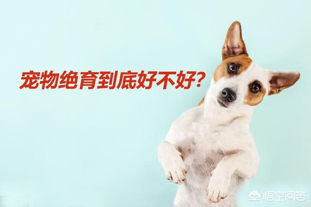 雄性狗的生殖器官图片:2岁的狗狗，到底做绝育手术好还是不做好？什么时候做最好？