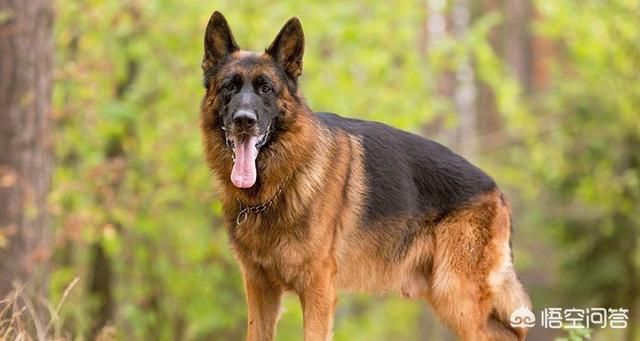 沈阳边境牧羊犬吧:怎样教边境牧羊犬定点大小便？