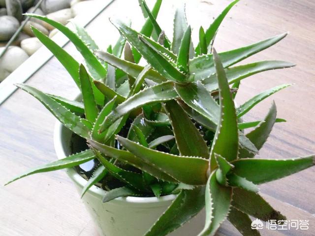 不夜城芦荟爆盆:芦荟新长的侧芽如何取出繁殖？