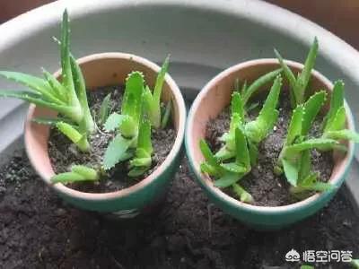 不夜城芦荟爆盆:芦荟新长的侧芽如何取出繁殖？