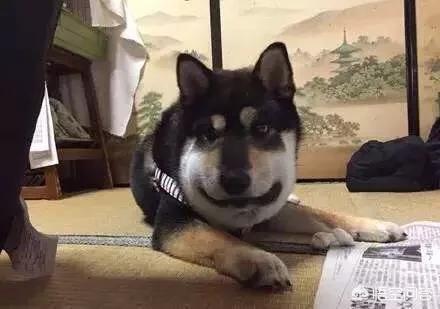 中国土狗凶猛吗:中华田园犬的野性有多强？为什么？ 土狗图片 凶猛