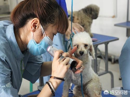 上海宠物美容师吧:在上海怎么学习给狗狗美容？