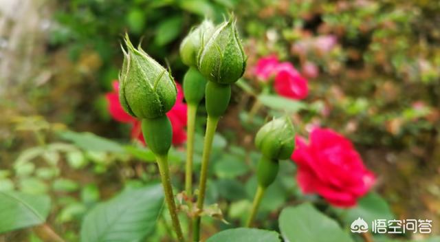 月季花的栽培和管理:月季在南方的11月份怎么养？