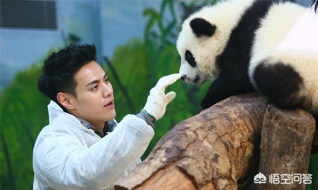 熊猫和饲养员吵架:外国人做熊猫饲养员是什么体验
