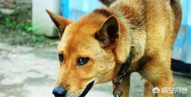 奥达猎犬挑选:在农村，如何挑选一只好的土狗养？
