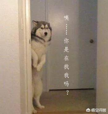 哈士奇图片搞笑:二哈有哪些搞笑的图片表情？