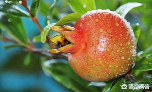 头条问答 - 石榴坐果最适合的温度是多少?(28个回答)