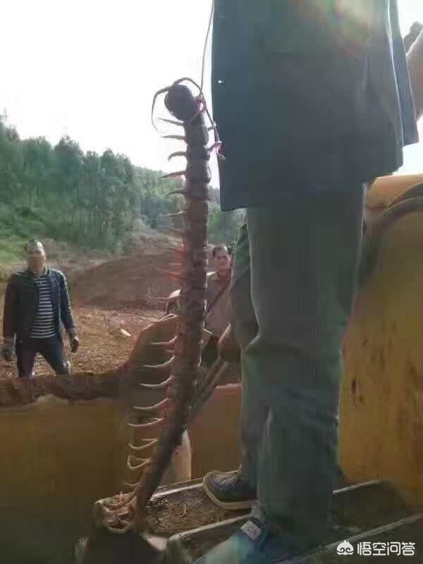 10000米长的蜈蚣，你们见过的最大的蜈蚣有多大，被蜈蚣咬了怎么办