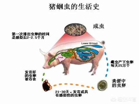 猪钩虫病症状:如何判断母猪肚子里有蛔虫？