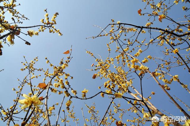 范无病 腊梅:范无病与范腊梅 为什么有的腊梅在立春后开花？