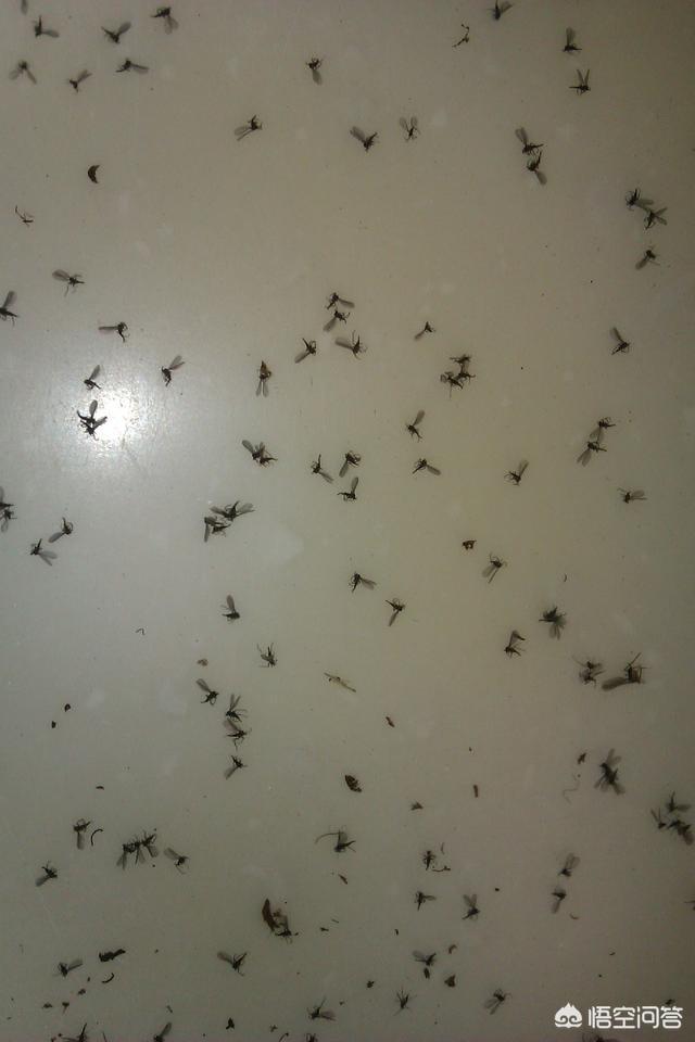 百灭宁要用多少天:羊舍消毒主要用什么？消毒有必要空舍消毒吗？