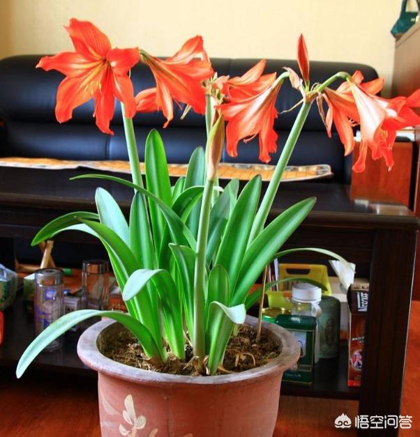 黄紫雨:养朱顶红，新手最容易犯的错误是什么