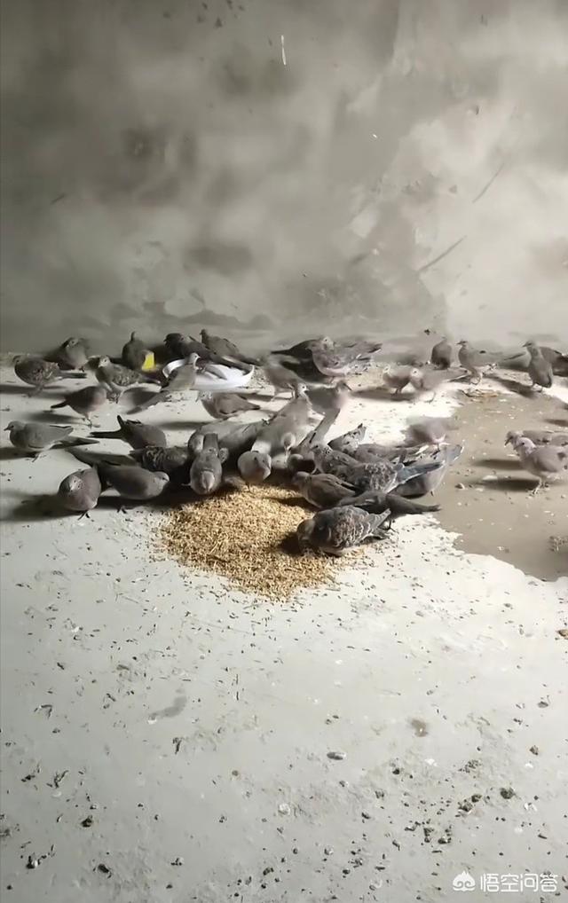 哪些特种养殖品种前景好？