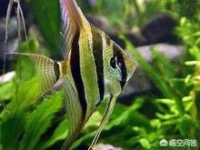 水族疾病防治:红草金的黑鳞病怎样防治？