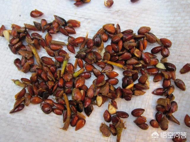 苹果籽,苹果籽要怎么种才能种出苹果？