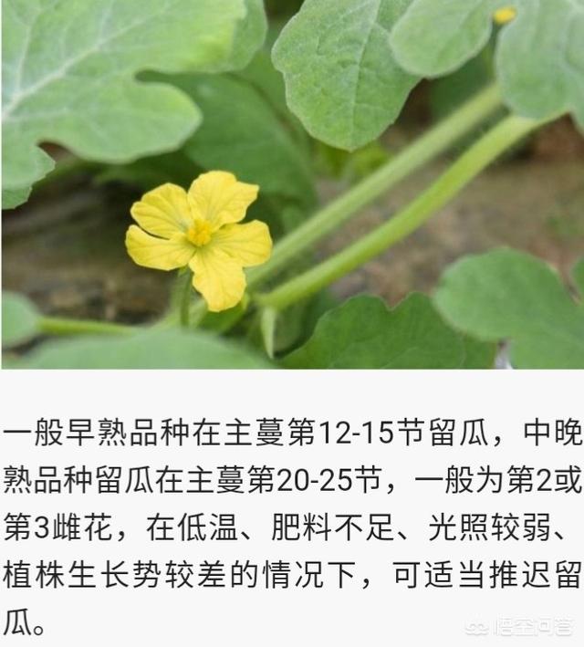 西瓜蚜虫怎么防治:西瓜我错用氯化钾有什么办法补救吗？