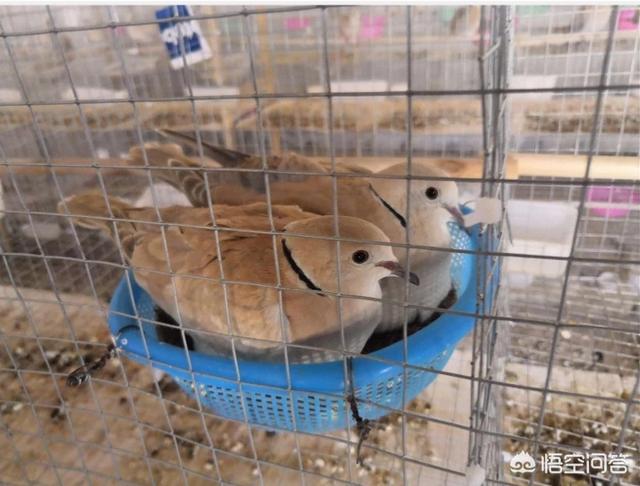 可养殖鸟类图片大全:养鸟初学者养什么比较好好看听话的？ 鸟类图片大全带鸟名称