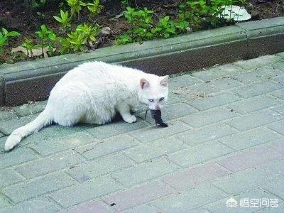最有效灭老鼠的方法:不用老鼠药，有什么好办法灭老鼠？