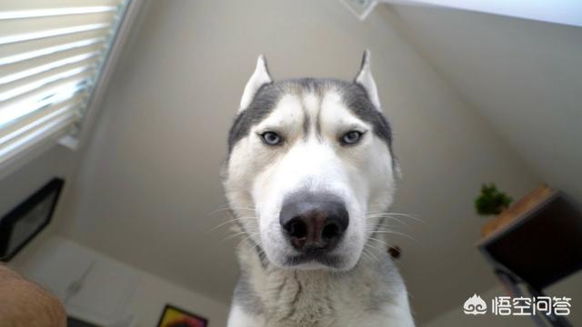 哈士奇犬:该怎么养哈士奇？需要注意什么？ 哈士奇犬多少钱一只