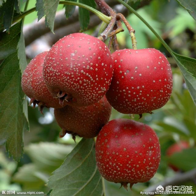 有哪些名字非常好听的水果品种(简单好听的水果微信名)