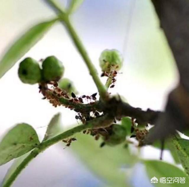 乙酰氨基阿维菌素:乙酰氨基阿维菌素使用说明 甲基阿维苯甲酸盐对山茶有害吗？