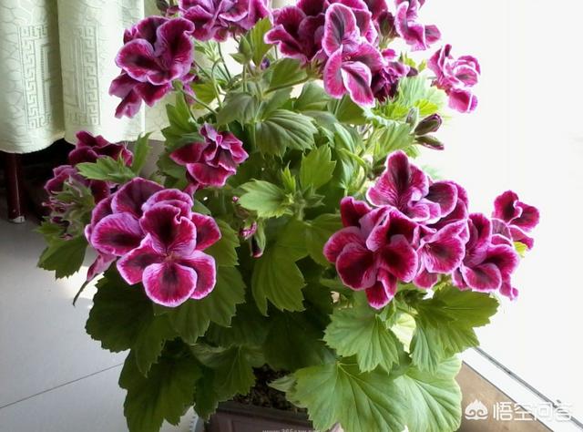 猫能闻驱蚊草吗:驱蚊草孕妇能闻吗 天竺葵可以驱蚊是真的吗？