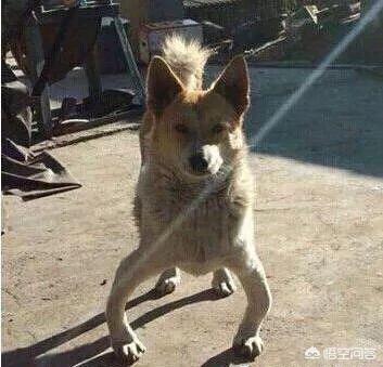 拉布拉多幼犬怎么补钙:怎样给五个月的拉布拉多犬补钙？
