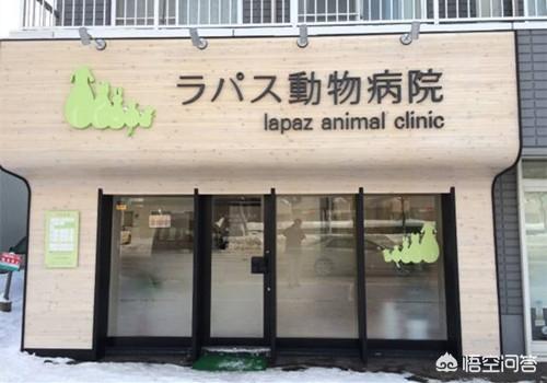 猫眼膜多出來了:猫咪屁股里面每天都会出来一只小白虫是什么原因？