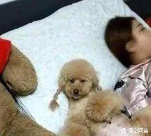 狗狗什么时候开始认主？插图13