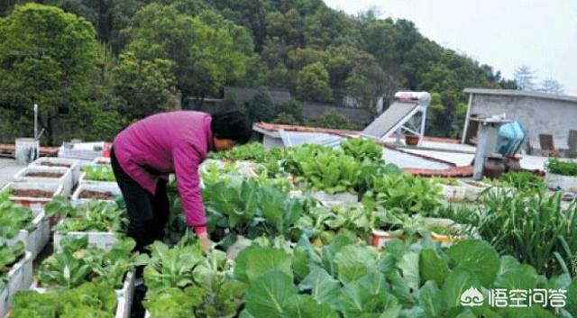 野菜真假马齿苋图片:野菜马齿苋功效与作用和图片 为什么有些人家在屋顶上种菜？