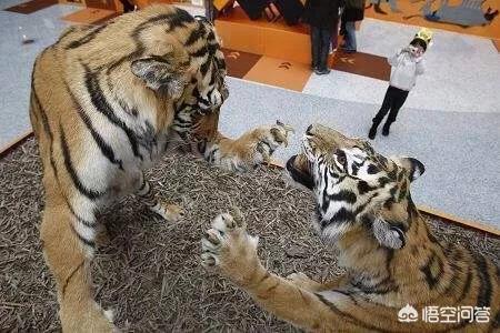 缉毒犬被安乐死之前:求问，动物园内老死的老虎是怎么处理的？
