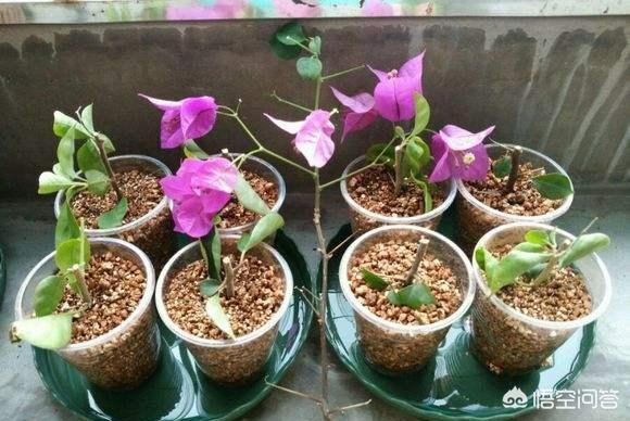 小狗种美丽鲜花-3:院子里可以种哪些漂亮又好养活的植物？