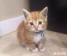 流浪狗和流浪猫听书阁:流浪猫怎么喂着喂着就不见了？