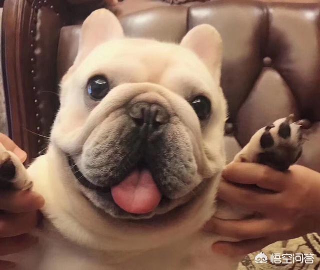 长毛狗都有什么？