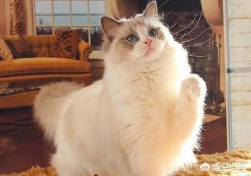 猫咪尿频不喝水:猫咪尿频尿少是什么原因？