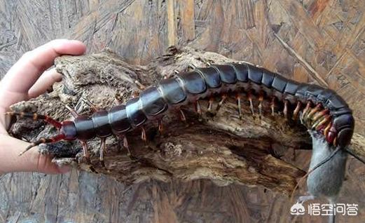 10000米长的蜈蚣，考古学家挖掘的石炭纪时期3米长巨型蜈蚣你怎么看