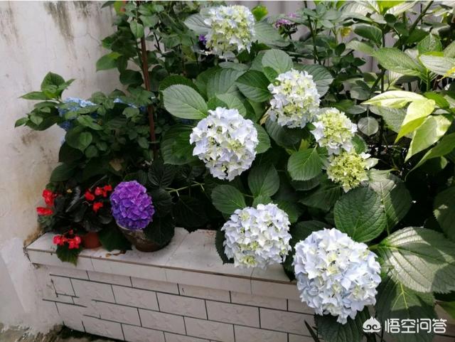 头条问答 我的绣球花为什么不开花 个回答