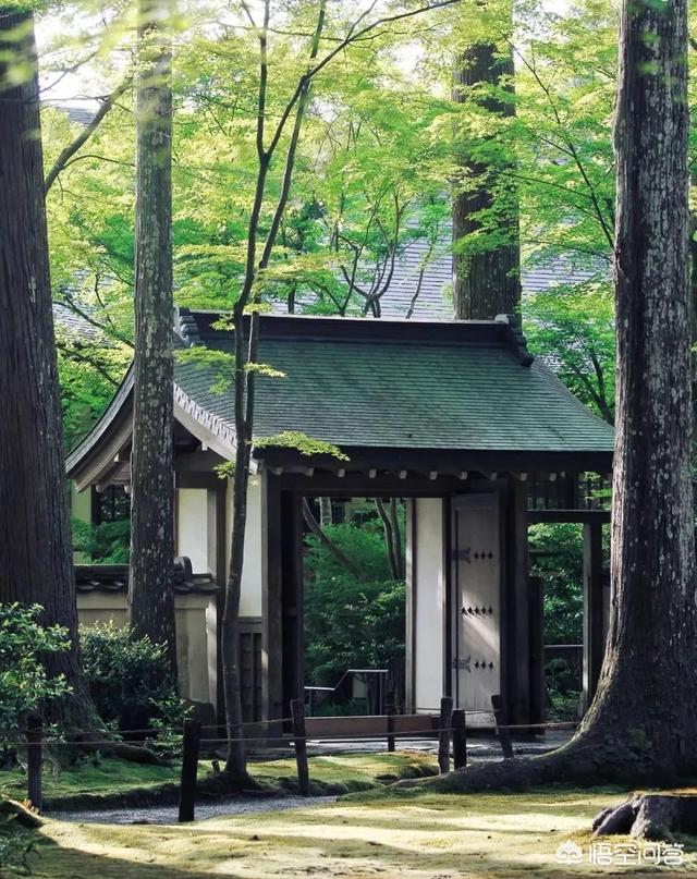 迷你鹿角苔造景:黑松盆景可以上面铺青苔吗？