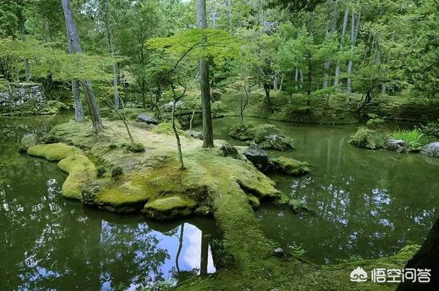 迷你鹿角苔造景:黑松盆景可以上面铺青苔吗？