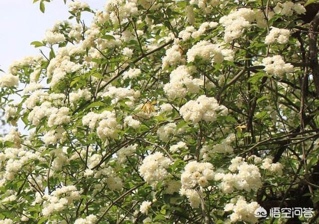 头条问答 - 木香花苗有刺吗?怎样养护?(1个回答)