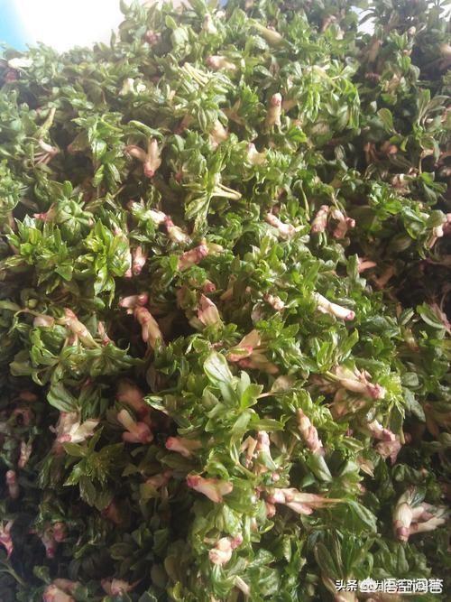 五一过后,我们农村都有哪些可以食用的野菜？你又能说出来几样？